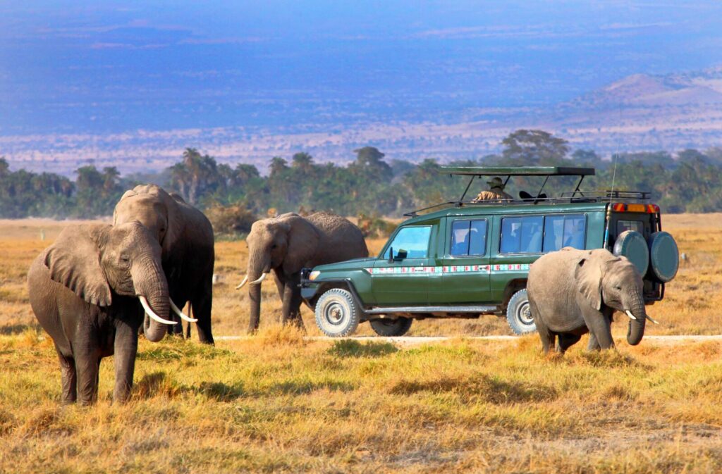 Wildebeest Migration